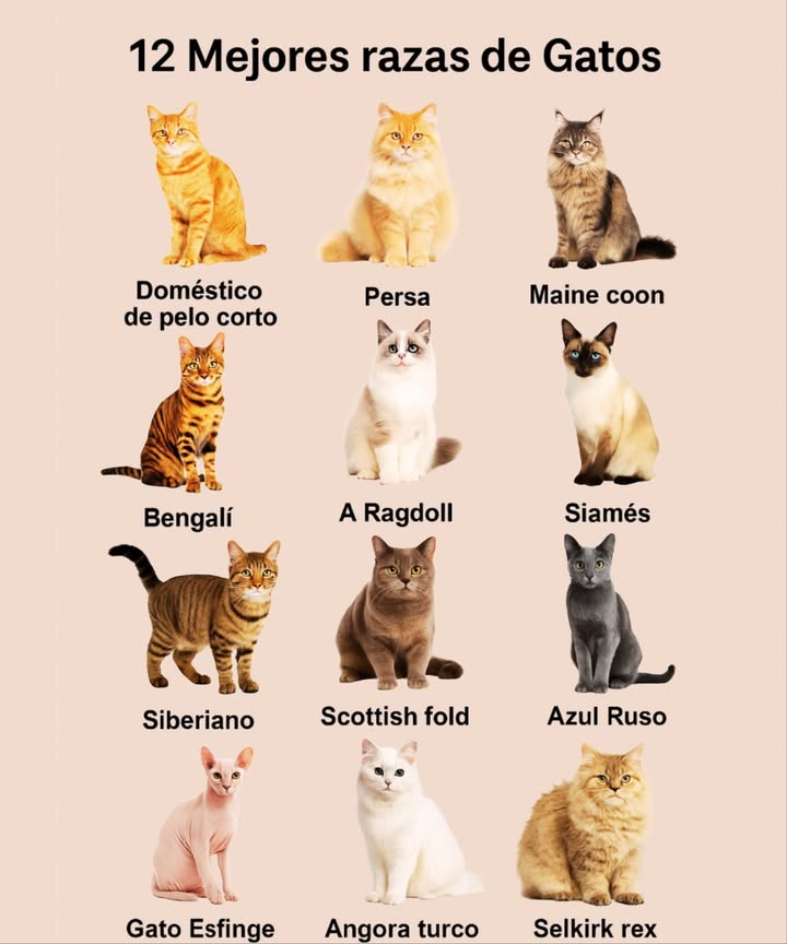 Guía práctica sobre el origen de 15 razas destacadas de gatos: Gato Doméstico de Pelo Corto Procedente de Europa y Asia, surge de la domesticación del gato salvaje africano y europeo. Persa Originario de Irán, criado en la corte real desde el siglo XVI, es una de las razas más antiguas. Maine Coon De Estados Unidos, nació en Maine en el siglo XIX. Es una de las razas más grandes. Bengalí Surge en EE.UU. por el cruce entre un gato doméstico y uno salvaje asiático. Ragdoll Creado en California en los años 60. Destaca por su docilidad y carácter afectuoso. Siamés Nativo de Tailandia. Criado en la corte real desde el siglo XIV. Muy antiguo y elegante. Siberiano De Rusia, originado en Siberia en el siglo XIX. Robusto y resistente al frío. Scottish Fold De Escocia, conocido por sus orejas dobladas. Apareció en los años 60. Azul Ruso Originado en Rusia en el siglo XIX. Elegante, de pelaje corto y brillante. Gato Esfinge De Canadá. Sin pelo, se popularizó en los años 60 por su aspecto único. Angora Turco De Turquía, una de las razas más antiguas. Proviene de Anatolia, siglo XVI. Selkirk Rex De EE.UU., criado en Montana en los años 80. Reconocido por su pelaje rizado. Gato de Pelo Largo Procedente de Europa y Asia. Desciende del gato salvaje africano/europeo. Gato de Pelo Corto También de Europa y Asia. Mismo origen que el de pelo largo. Gato Oriental Desarrollado en Asia en el siglo XIX. Refinado, con cuerpo esbelto. Estas razas no solo destacan por su belleza, sino también por sus historias y orígenes únicos