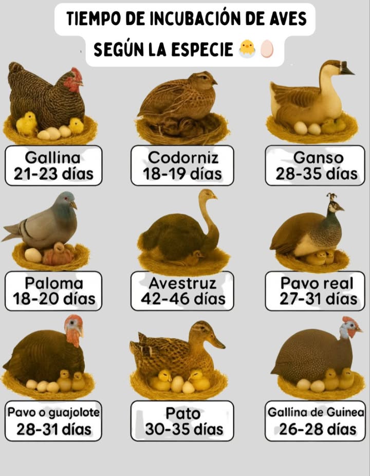 Tiempo de incubación de aves según la especie 讀 Sabías que cada ave necesita un tiempo diferente para que sus huevos eclosionen Aquí te comparto algunos ejemplos: Gallina 21-23 días Paloma 18-20 días Codorniz 18-19 días 旅 Pavo o guajolote 28-31 días 連 Pavo real 27-31 días 閭 Pato 30-35 días 廉 Ganso 28-35 días Gallina de Guinea 26-28 días Avestruz 42-46 días La naturaleza es sorprendente: cada especie tiene su propio ritmo para dar vida a sus polluelos. #TiempoDeIncubación #Aves #CicloDeVida 讀