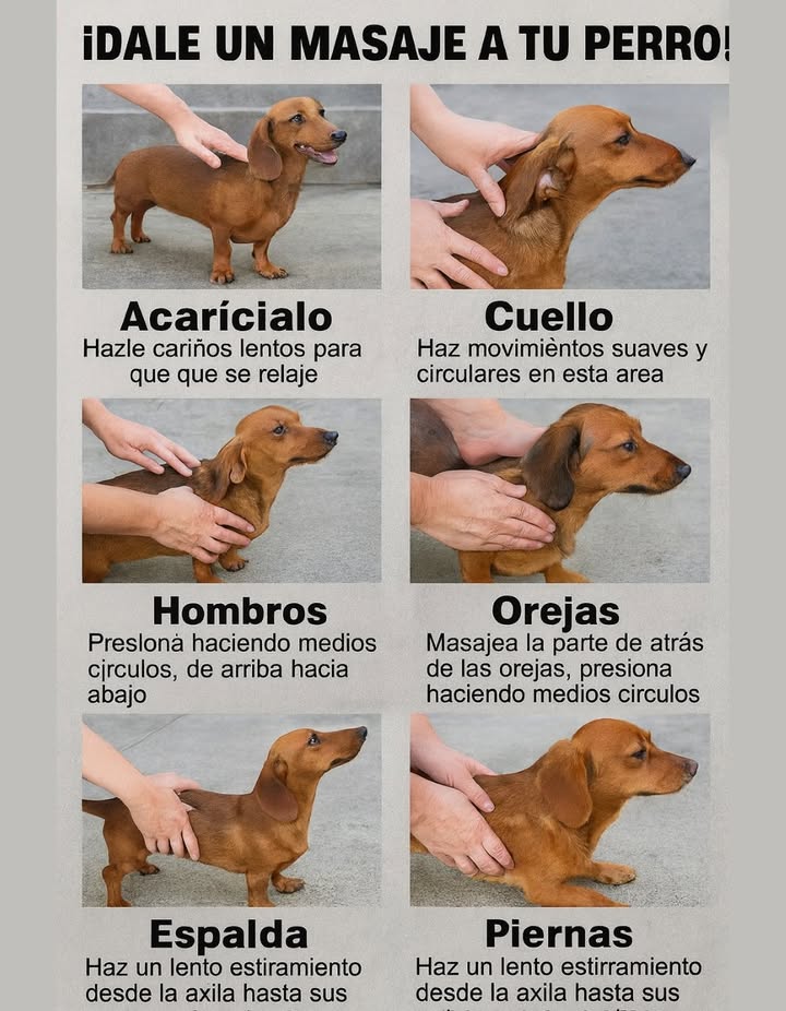 Un masaje para tu perro no solo relaja su cuerpo, también fortalece el vínculo con él. Beneficios del masaje canino: Reduce el estrés y la ansiedad. Mejora la circulación y la flexibilidad. Alivia la tensión muscular. Estimula el sistema inmunológico. Técnicas simples para aplicar en casa: Acarícialo lentamente para que se relaje. Cuello: movimientos suaves y circulares. Orejas: masajear suavemente con medios círculos. Hombros: presión ligera de arriba hacia abajo. Espalda: levantar y soltar suavemente la piel. Piernas: estiramiento lento desde la axila hasta las patas. El contacto consciente y amoroso transforma cada caricia en bienestar.