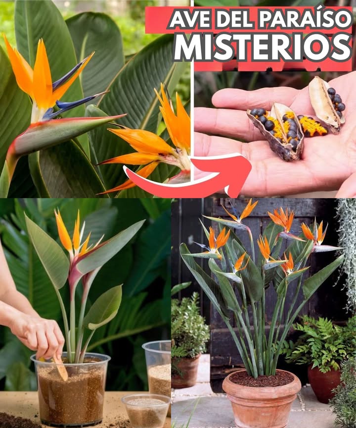 Quieres germinar Strelitzia reginae Ave del Paraíso desde semilla Aquí tienes los pasos clave resumidos en modo práctico para Facebook: Escoge flores maduras, secas y pálidas para recolectar semillas. Déjalas secar hasta que se abran solas o retira con cuidado las semillas usando un cuchillo. 李 Quita el arilo naranja de cada semilla y guárdalas en bolsas plásticas dentro del refrigerador por dos semanas. Remoja las semillas en agua tibia entre 24 y 48 horas para ablandar la cáscara dura. Después, raspa suavemente con cuchillo o lija. También sirve sumergirlas en agua con salitre o en una mezcla de suero de leche con agua y jabón. Siembra las semillas a 12 cm de profundidad en sustrato fértil y con buen drenaje, dejando unos 78 cm entre cada una. Riega ligeramente, cubre con plástico o campana y coloca el recipiente donde reciba sol directo a unos 2627 C. Al germinar y tener 34 hojas, trasplanta a macetas de 15 cm. Cuando alcancen 15 cm de altura, llévalas a su sitio definitivo. Retira el plástico al brotar y sigue dando luz, temperatura y agua moderada. Usa fertilizante orgánico 2-4-2 desde el primer mes 2 cucharadas disueltas en agua, aumentando con el crecimiento. Recuerda: evita el exceso de riego, usa semillas de calidad y busca siempre sustrato con buen drenaje. Desde semilla puede tardar 35 años; si quieres ver flores antes, opta por plántulas o plantas ya en maceta. Paciencia y constancia! Tu Ave del Paraíso te lo agradecerá con flores espectaculares.