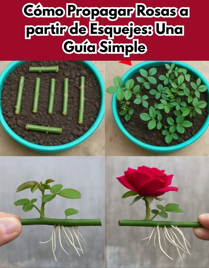 Cómo Propagar Rosas a partir de Esquejes: Una Guía Simple
 Lo Que Necesitarás:
Tallo de rosa saludable esqueje
Cuchillo afilado o tijeras de podar
Hormona enraizadora opcional pero útil
Maceta pequeña o área de plantación
Suelo bien drenado o mezcla para macetas
Bolsa o botella de plástico para la humedad
Agua
 Guía Paso a Paso:
1. Elige Tu Esqueje
Selecciona un tallo saludable de un rosal de aproximadamente 1520 cm de largo que haya florecido recientemente. Debe ser verde pero firme, no demasiado blando ni leñoso.
2. Recorta el Esqueje
Corta justo debajo de un nudo donde la hoja se encuentra con el tallo.
Elimina cualquier flor o capullo.
Deja 23 conjuntos de hojas en la parte superior y quita el resto.
3. Opcional: Usa Hormona Enraizadora
Sumerge el extremo inferior del esqueje en hormona enraizadora para fomentar el desarrollo de raíces.
4. Planta el Esqueje
Llena una maceta con mezcla para macetas húmeda o planta directamente en el jardín.
Haz un agujero e inserta suavemente el esqueje a mitad de profundidad.
Compacta la tierra alrededor de él.
5. Cubre para la Humedad
Cubre el esqueje con una bolsa de plástico transparente o una botella de plástico cortada para crear un mini invernadero. Esto mantiene la humedad dentro y protege el esqueje.
6. Mantén Húmedo y Caliente
Coloca en luz solar indirecta.
Riega regularmente para mantener la tierra húmeda pero no empapada.
7. Espera a que Crezcan las Raíces
Las raíces suelen formarse en 36 semanas. Puedes probar tirando suavemente del tallo; si ofrece resistencia, significa que se han formado raíces.
8. Transplanta
Una vez que se formen raíces fuertes y aparezcan nuevas hojas, mueve tu rosa a una maceta más grande o a tu jardín.
 Consejos para el Éxito:
Toma los esquejes por la mañana temprano cuando las plantas están hidratadas.
La primavera y principios del verano son los mejores momentos para propagar.
Mantén un ojo en la humedad y evita el sol directo hasta que el esqueje esté arraigado.
Con solo un poco de cuidado y paciencia, podrás cultivar tus propias rosas y llenar tu jardín con impresionantes flores, todo a partir de una planta madre
#PropagarRosas #EsquejesDeRosa  #JardínFeliz