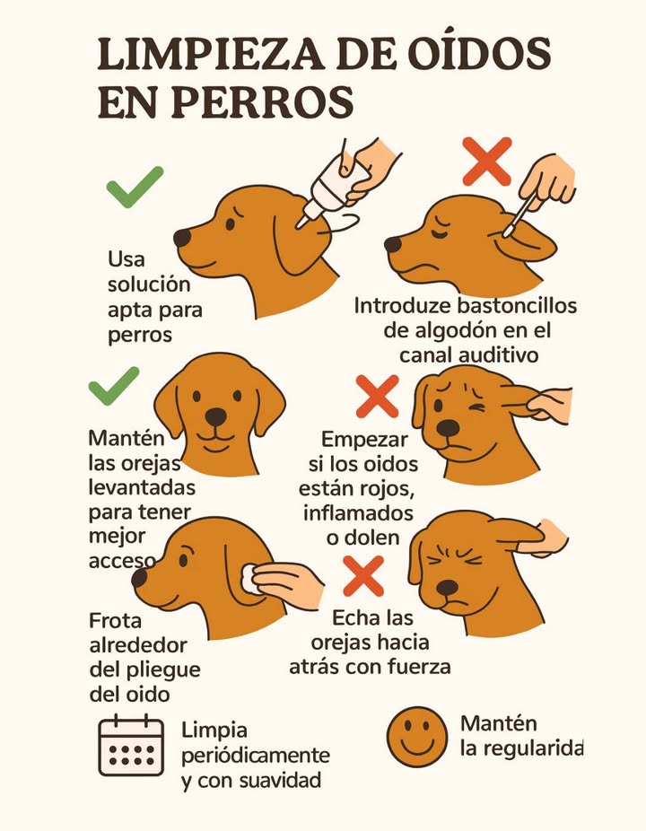 瑩 Limpieza de oídos en perros
Mantener las orejas limpias es esencial para la salud y el bienestar de tu perro. Una rutina adecuada evita infecciones, malos olores y molestias.

 Usa una solución apta para perros, mantén las orejas levantadas para mejor acceso y limpia suavemente alrededor del pliegue.
 No introduzcas bastoncillos de algodón en el canal auditivo ni tires con fuerza de las orejas.
Si los oídos están rojos, inflamados o duelen, detén la limpieza y consulta al veterinario.

 La constancia y la suavidad son la clave para mantener las orejas sanas y felices.
#LimpiezaDeOídos #PerrosSaludables  #SaludAuditiva  #AmorPorLosPerros
