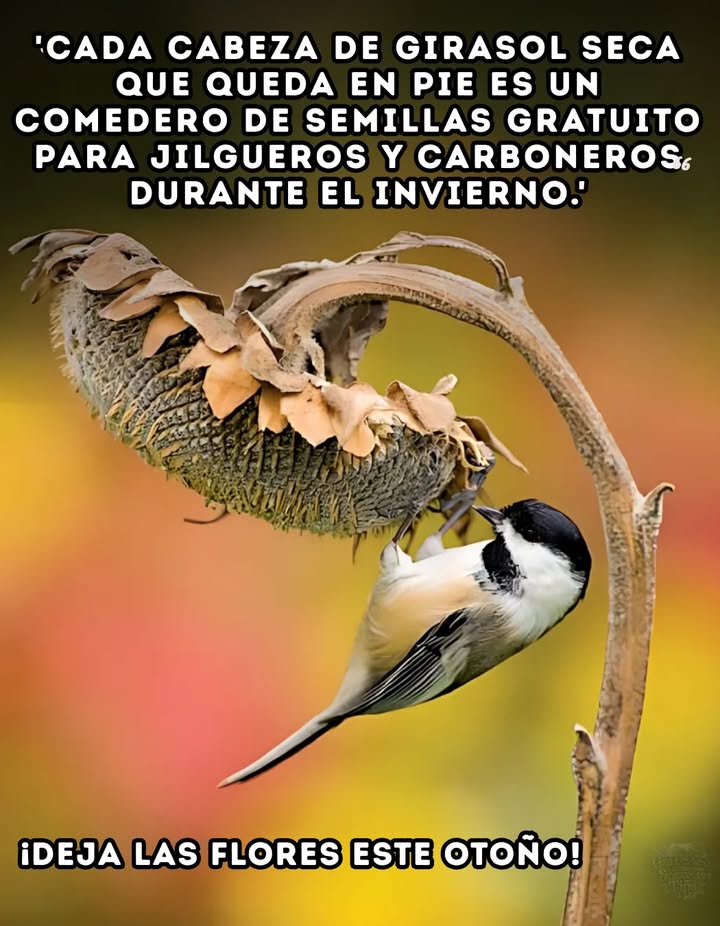 Cada cabeza de girasol seco que queda en el jardín se convierte en un alimentador natural de semillas para jilgueros, carboneros y otras aves. A través del otoño y el invierno, esas semillas son una línea de vida cuando la comida escasea.

 En lugar de cortar todo, deja que las flores se mantengan en pie. Tu jardín alimentará a la vida silvestre mucho después de que termine el verano.

 Una elección sencilla para ti  supervivencia para ellos.