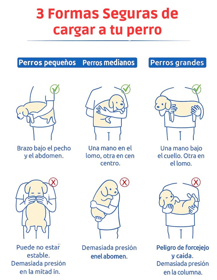 Formas seguras de cargar a tu perro según su tamaño
Sujetar correctamente a tu perro evita lesiones, estrés y caídas. La postura ideal depende del tamaño:
 Perros pequeños: brazo bajo el pecho y el abdomen, siempre cerca del cuerpo.
 Perros medianos: una mano en el lomo y otra sosteniendo el centro.
 Perros grandes: una mano bajo el cuello y otra en el lomo o parte trasera.
Evita ejercer presión sobre el abdomen o la columna.
Cargar a tu perro de manera adecuada protege su bienestar y refuerza el vínculo entre ambos. 

#CargarAPerro #Perros #BienestarAnimal  #ConsejosDeCuidado