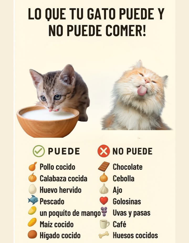 Guía esencial para cuidar la alimentación de tu gato 
No todos los alimentos que consumimos son seguros para ellos.
 Pueden disfrutar de pollo, calabaza, huevo hervido, pescado, un poco de mango, maíz y hígado cocido: opciones nutritivas y seguras.
 Evita siempre el chocolate, la cebolla, el ajo, las golosinas, las uvas, el café y los huesos cocidos: son peligrosos y pueden causar intoxicaciones.
 Cuidar lo que come tu gato es proteger su salud y bienestar todos los días.

#CuidadoDeGatos #AlimentaciónSaludable  #ConsejosParaGatitos
