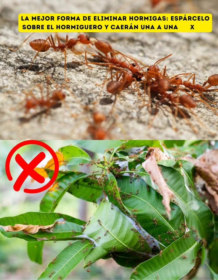 La mejor forma de eliminar hormigas: espárcelo sobre el hormiguero y caerán una a una

Aunque útiles en la naturaleza, las hormigas pueden arruinar tu jardín al proteger plagas como los pulgones y dañar raíces, brotes y estructuras vegetales. Por suerte, existen remedios naturales que funcionan de verdad.

 Harina de maíz
La comen, pero al hincharse dentro de ellas, provoca su muerte. Espárcela directamente sobre el hormiguero para resultados efectivos.

蓼 Bórax con azúcar
Mezcla una taza de azúcar con media taza de agua hirviendo y añade una cucharada de bórax. Coloca la solución cerca del hormiguero: las hormigas la llevan al interior y la colonia desaparece.

 Canela en polvo
Su aroma fuerte repele a las hormigas y protege al mismo tiempo tus plantas del moho. Ideal para zonas delicadas como macizos de flores.

 Café usado, bicarbonato o levadura química
Espolvorea en los caminos de las hormigas o en el nido. Su efecto desecante y tóxico elimina a los invasores sin químicos agresivos.

 Vinagre blanco con bicarbonato
Una mezcla burbujeante que destruye nidos y repele insectos. Seguro para el entorno y altamente efectivo.

Tu jardín volverá a estar limpio, sano y libre de invasores

#EliminarHormigas #RemediosNaturales  #SolucionesEfectivas 華