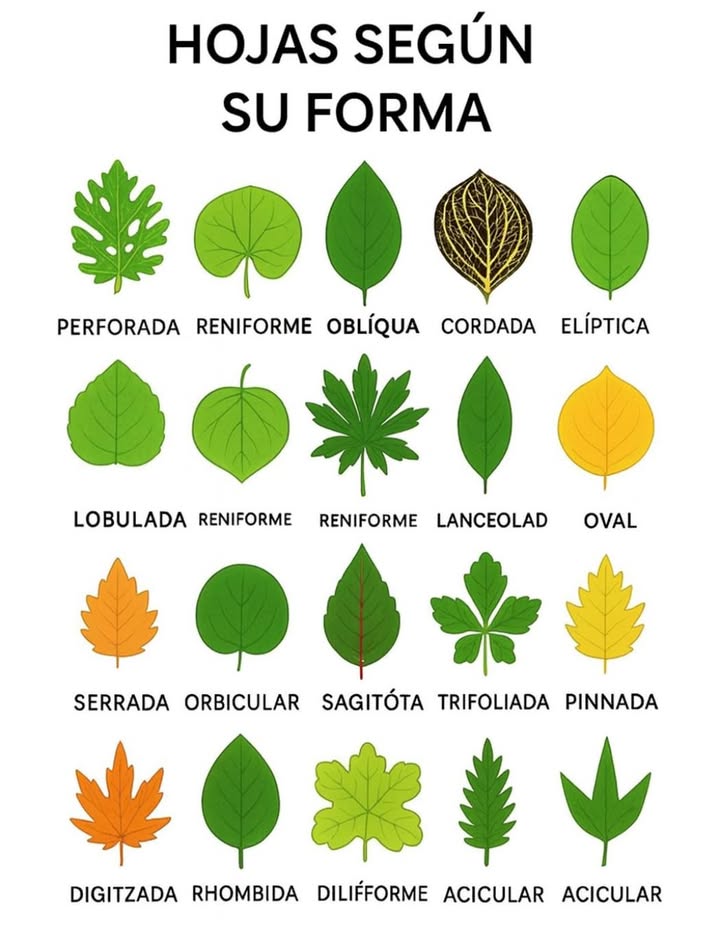 HOJAS SEGÚN SU FORMA 

La naturaleza nos enseña su increíble diversidad a través de las hojas. Cada forma refleja una adaptación única al entorno, la luz y el agua. 

 Perforadas, reniformes, oblicuas o cordadas  formas que facilitan la captación de luz y el drenaje del agua.
 Palmadas, lanceoladas y ovaladas  diseños comunes en árboles y arbustos de zonas templadas.
 Serradas, pinnadas y aciculares  estructuras que optimizan la fotosíntesis y la resistencia al viento.

Cada hoja es una obra de arte viva, diseñada por la evolución para mantener el equilibrio de los ecosistemas.