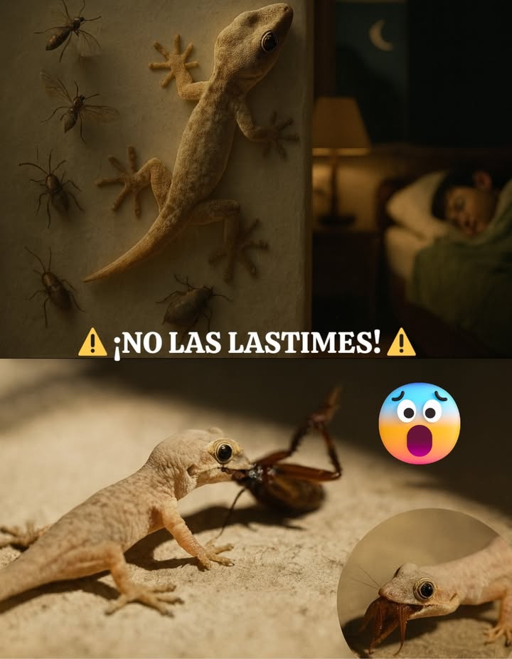 NO LAS LASTIMES! 
Se llaman salamanquesas, aunque muchos las conocen como limpia casas.

年 Son totalmente inofensivas para las personas y, al contrario de lo que se cree, son aliadas naturales en el hogar:
 Se alimentan de cucarachas 荒
 Cazan arañas, moscas y mosquitos 烈
 Incluso llegan a enfrentarse a alacranes 廬

Son auténticos héroes silenciosos que nos protegen día y noche de plagas y picaduras peligrosas, sin necesidad de usar insecticidas.

 La próxima vez que veas una en tu casa, recuerda: no son una amenaza, son guardianas