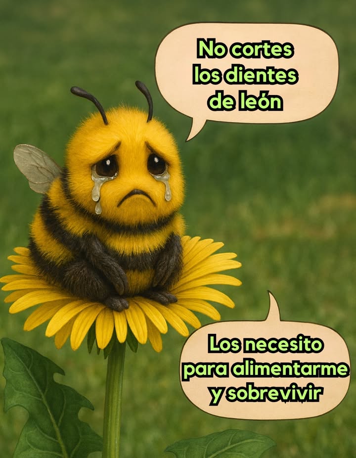 Los dientes de león: alimento vital para las abejas 

Los dientes de león no son solo malas hierbas: son una de las primeras fuentes de néctar y polen para las abejas en primavera. Su flor amarilla brillante les brinda energía y nutrientes esenciales para comenzar la temporada, mientras que su resistencia y abundancia los convierten en un recurso indispensable para estos polinizadores.

 Al dejar crecer los dientes de león, favoreces la biodiversidad, apoyas la polinización de cultivos y contribuyes al equilibrio de los ecosistemas. Cada flor cuenta para mantener vivas a las abejas y, con ellas, la salud de nuestro planeta
