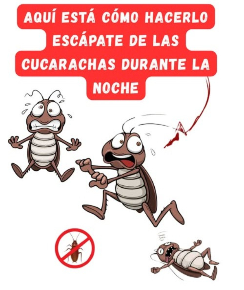 Guía práctica para eliminar cucarachas con remedios caseros 
 Bicarbonato y azúcar: Mezcla partes iguales y espárcelas en zonas clave debajo del fregadero, tras el refrigerador, zócalos. El bicarbonato reacciona en su estómago al ingerirlo.
 Bórax y mantequilla de maní: Mezcla 2 cucharadas de cada uno y coloca en tapitas o cartones cerca de rincones oscuros. Letal y muy atractivo para las cucarachas! Precaución: no usar cerca de mascotas o niños.
 Spray con aceites esenciales menta o eucalipto: Mezcla 1015 gotas con una taza de agua en un atomizador. Rocía entradas, zócalos y alacenas cada pocos días.
 Tierra de diatomeas grado alimenticio: Espolvorea en caminos de cucarachas. Las deshidrata al dañar su exoesqueleto. Aspira tras unos días y repite si es necesario.
 Spray de agua y jabón: Mezcla 2 cucharadas de jabón líquido con 1 taza de agua. Rocía directamente sobre cucarachas para asfixiarlas. Efecto inmediato.
 Hojas de laurel: Tritura hojas secas y colócalas en alacenas y estantes. Reemplaza cada pocas semanas. Aroma desagradable para las cucarachas.
 Trampa con café: Pon café húmedo y un poco de agua en el fondo de un frasco de vidrio. Las cucarachas entran atraídas por el olor y no logran salir.
 Cáscaras de pepino: Colócalas en zonas afectadas. Las cucarachas no soportan su olor. Reemplaza cada 23 días.
 Cebolla y bicarbonato: Mezcla cebolla picada con una cucharada de bicarbonato. Coloca en platitos. Puede generar olor fuerte.
 Sachets de hierba gatera catnip: Llena bolsitas con catnip seco y ubícalas bajo fregaderos, muebles o alacenas. Seguro y repelente natural.
Opciones seguras para hogares con mascotas:
 Spray de limón y agua: Mezcla en partes iguales y rocía por entradas y esquinas. Agradable aroma y repelente natural.
 Almidón de maíz y yeso plaster of Paris: Mezcla en partes iguales y espolvorea. Ingerido por cucarachas, las elimina sin afectar a mascotas.
 Solución salina: Disuelve 2 cucharadas de sal en 1 taza de agua. Rocía directamente; las deshidrata.
Remedios con huevo:
 Polvo de cáscara de huevo: Tritura y espolvorea como barrera natural.
 Yema y ácido bórico: Mezcla una yema con 2 cucharadas de ácido bórico. Coloca porciones pequeñas en áreas infestadas.
 Clara y azúcar: Mezcla para crear un cebo pegajoso que atrapa cucarachas.
Con pasta dental:
 Pasta de bicarbonato y pasta dental: Mezcla en partes iguales. Coloca en rendijas; el olor y la reacción química las elimina.
 Repite aplicaciones cada semana según el método. Mantén la limpieza del hogar y sella entradas para mejores resultados.

#GuíaPráctica #EliminarCucarachas  #LimpiezaDelHogar 荒