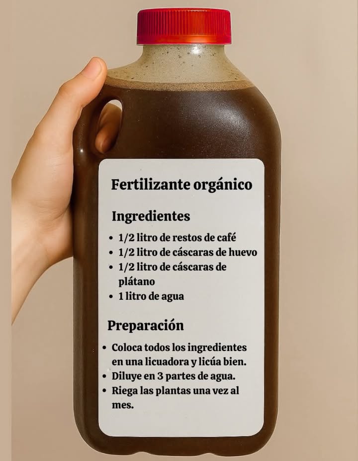 Fertilizante orgánico casero para plantas fuertes y saludables 
Un refuerzo natural que combina los nutrientes del café, el calcio del huevo y el potasio del plátano, ideal para revitalizar el suelo y estimular el crecimiento.
離 Ingredientes:
  litro de restos de café
  litro de cáscaras de huevo
  litro de cáscaras de plátano
 1 litro de agua
 Preparación:

Coloca todos los ingredientes en una licuadora y mezcla bien.

Diluye la mezcla en 3 partes de agua.

Riega tus plantas con esta solución una vez al mes.

Este fertilizante orgánico mejora la estructura del suelo, aporta minerales esenciales y fortalece las raíces de manera completamente natural. 

#FertilizanteOrgánico #PlantasFuertes  #EcoFriendlyGardening