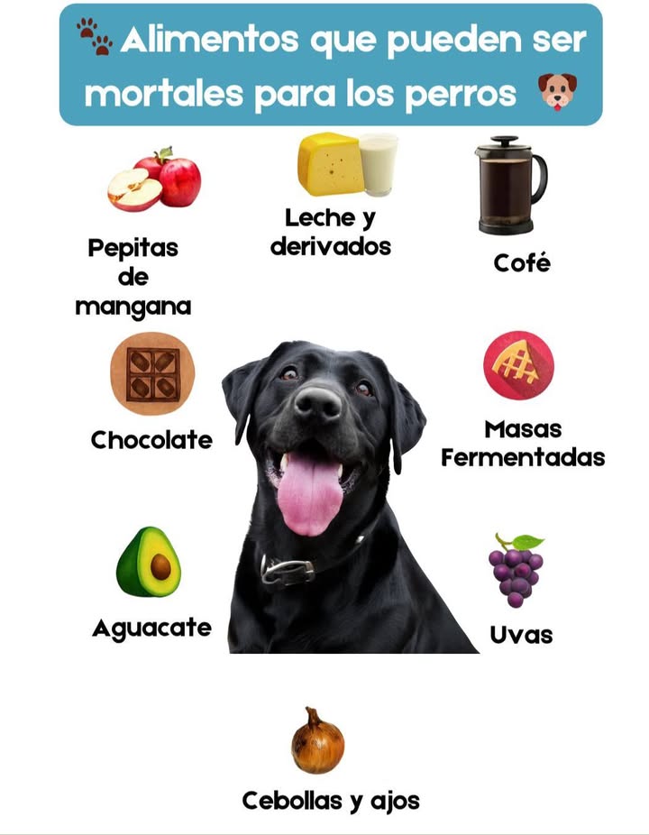 Alimentos que pueden ser mortales para los perros 
Algunos alimentos comunes pueden ser extremadamente peligrosos para nuestras mascotas. Entre ellos se encuentran las pepitas de manzana, la leche y sus derivados, el café, el chocolate, las masas fermentadas, el aguacate, las cebollas y ajos, y las uvas.
Estos productos pueden causar desde problemas digestivos hasta intoxicaciones graves, afectando el hígado, los riñones o el sistema nervioso. Mantenerlos fuera del alcance de los perros es una forma simple pero vital de proteger su salud y bienestar. 
#AlimentosMortales #CuidadoDeMascotas  #AmorPorLosPerros