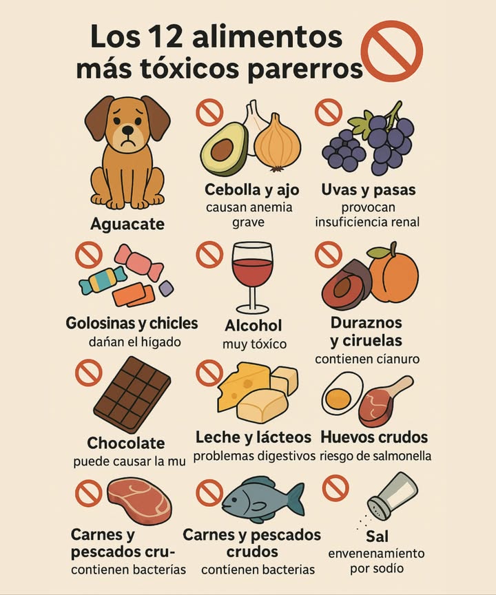 Los 12 alimentos más tóxicos para perros

Muchos alimentos sanos para nosotros pueden ser muy peligrosos para nuestros amigos de cuatro patas. Aquí tienes los principales que debes evitar:

陋 Aguacate: contiene persina, que provoca vómitos y diarrea.

龍暈 Cebolla y ajo: contienen sulfóxidos que destruyen los glóbulos rojos y pueden causar anemia grave.

 Uvas y pasas: aunque sean pocas, pueden provocar insuficiencia renal.

 Golosinas y chicles especialmente con xilitol: provocan hipoglucemia y pueden dañar el hígado.

 Alcohol: muy tóxico para el hígado y el cerebro del perro, incluso en pequeñas cantidades.

 Duraznos y ciruelas: sus huesos pueden causar obstrucción intestinal y contienen cianuro.

 Chocolate: la teobromina puede causar vómitos, diarrea, taquicardia e incluso la muerte.

拏 Leche y lácteos: pueden causar problemas digestivos como diarrea y vómitos.

 Grasa y huesos cocidos: la grasa puede provocar pancreatitis; los huesos pueden astillarse y causar asfixia o perforaciones internas.

讀 Huevos crudos: riesgo de salmonella y E. coli; además, pueden dificultar la absorción de vitamina B.

數 Carnes y pescados crudos: pueden contener bacterias peligrosas.

蓼 Sal: puede provocar sed excesiva, vómitos y envenenamiento por sodio.

 Recuerda: lo que para nosotros es un premio puede ser muy peligroso para ellos. Cuida su salud manteniendo estos alimentos lejos de su alcance.