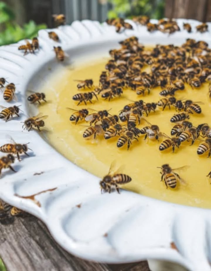 Es importante notar que durante los meses de verano hay menos flores y otras fuentes de alimento para las abejas, lo que las pone en dificultades. Además, el agua es escasa y muchas abejas se ahogan al intentar beber en las piscinas. Un consejo para ayudarles es rallar una manzana y poner los trozos en un tazón con agua. Así, las abejas podrán obtener los azúcares de la fruta y beber agua sin riesgo de ahogarse, ya que pueden posarse sobre los trozos de fruta. Nuestras poblaciones de abejas están amenazadas, por lo que es importante brindarles todo el apoyo posible
#Abejas #SalvemosLasAbejas  #VidaSilvestre