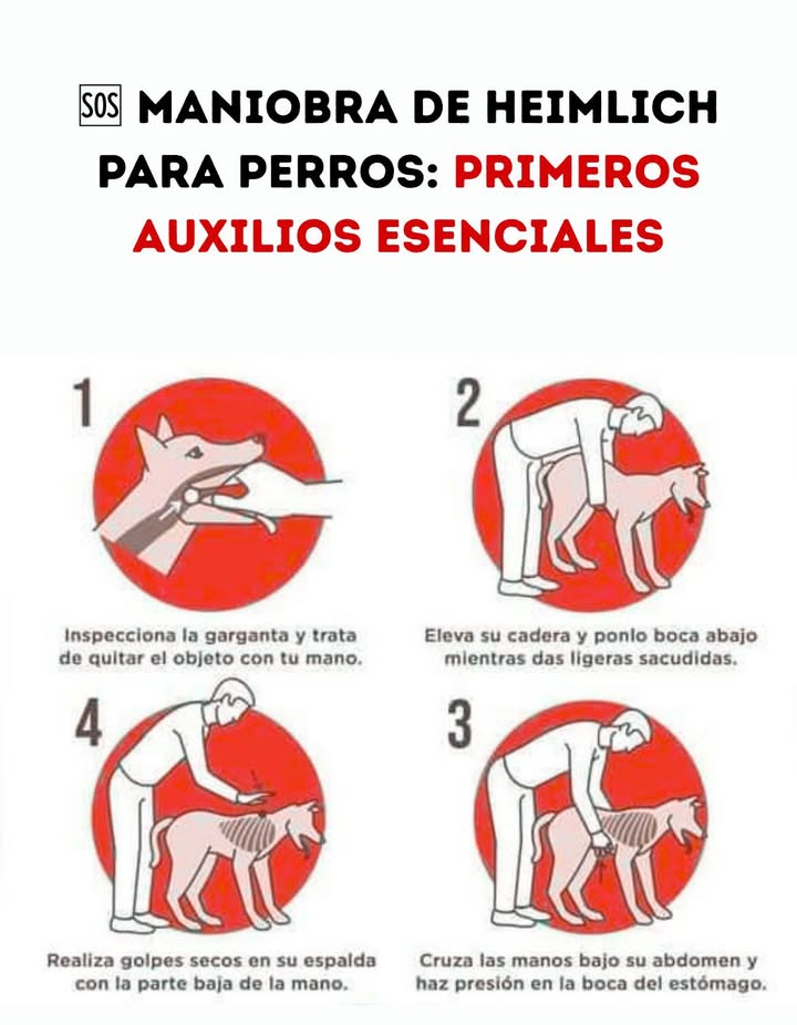 Maniobra de Heimlich para perros: primeros auxilios esenciales
Un atragantamiento puede ocurrir en segundos. Conocer los pasos correctos permite actuar de inmediato y aumentar las posibilidades de salvar la vida del perro.
1 Revisar la boca y retirar con cuidado cualquier objeto visible.
2 Levantar la cadera del perro y colocarlo con la cabeza hacia abajo para facilitar la expulsión.
3 Aplicar presión firme en la boca del estómago con ambas manos entrelazadas.
4 Dar golpes secos en la espalda con la base de la mano para ayudar a liberar la obstrucción.
Mantener la calma y seguir cada paso con precisión es fundamental para brindar ayuda efectiva en un momento crítico.

#ManiobraDeHeimlich #PrimerosAuxilios  #AmorPorLosAnimales