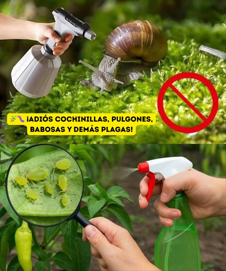 ADIÓS cochinillas, pulgones, babosas y demás plagas
Con este truco natural, tus plantas volverán a estar sanas y felices 

 Identifica a los invasores
 Cochinillas: esos bichitos blanquecinos o grisáceos que se esconden debajo de las hojas.
 Pulgones: diminutos y pegajosos, se agrupan y chupan la savia de tus plantas.
 Babosas y caracoles: dejan hojas comidas y un rastro baboso como prueba del delito.

 La naturaleza al rescate
 Ceniza  agua caliente  jabón neutro: haz una mezcla y aplícala sobre las hojas. Repelente total!
 Spray de ajo: deja remojar unos dientes de ajo en agua por 24 horas, cuela y rocía.
 Vinagre diluido: mezcla vinagre con agua y aplica en zonas afectadas.
 Leche diluida: otra opción casera eficaz para mantener alejadas a las plagas.

華 Cómo aplicarlo y mantenerlo
 Rocía directamente sobre hojas, tallos y zonas afectadas.
 Hazlo 1 vez por semana durante un mes para mejores resultados.
 No olvides revisar el envés de las hojas ahí se esconden!.

 Cuidar tus plantas no tiene por qué ser tóxico.
Usa lo que tienes en casa, cuida tu jardín y protege el medio ambiente. Todo en uno

#PlantasFelices #AdiósPlagas #RemediosCaseros