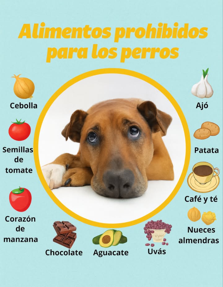 Alimentos prohibidos para los perros

 Evita darles estos alimentos, pueden ser tóxicos o peligrosos para su salud:

暈 Cebolla

龍 Ajo

 Semillas de tomate

凜 Patata cruda

 Corazón de manzana

 Café y té

 Chocolate

陋 Aguacate

 Uvas

 Nueces y almendras

 Tip: Siempre consulta al veterinario antes de introducir nuevos alimentos en la dieta de tu perro.