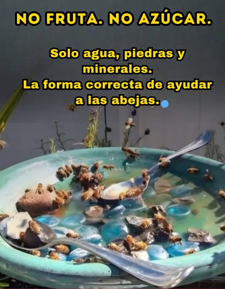 Cómo ayudar a las abejas de forma segura 

No frutas, no azúcar. Solo agua limpia, piedras y minerales.
Las abejas necesitan hidratarse sin riesgos de ahogarse ni consumir azúcares que alteren su salud.

Un bebedero sencillo con piedras o canicas les da un lugar seguro para posarse y obtener lo que realmente necesitan: agua y minerales esenciales. 

Un pequeño gesto que fortalece a las abejas y protege el equilibrio natural.