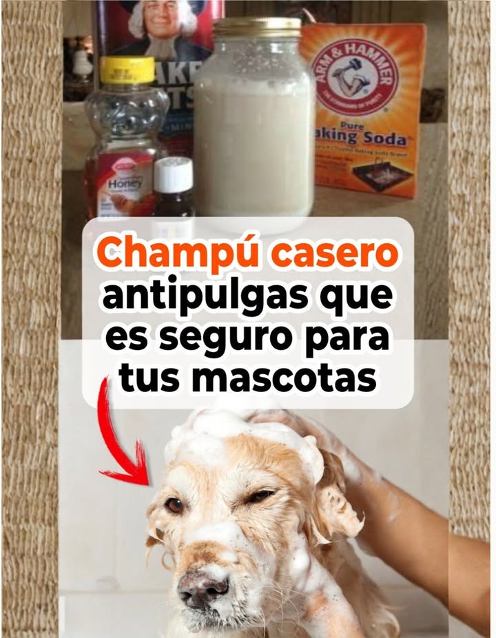 林 Champú casero antipulgas: natural, seguro y económico 
El control de pulgas es esencial para la salud y bienestar de perros y gatos. Estos parásitos se reproducen con rapidez y pueden causar irritación, pérdida de pelo o incluso anemia. Con ingredientes simples y naturales, puedes preparar un champú efectivo y suave.
 Ingredientes:
 4 tazas de agua caliente
 1 taza de vinagre blanco
 1 taza de champú para bebés sin químicos agresivos
  de cucharadita de bicarbonato de sodio
離 Preparación:

Mezcla el agua con el champú suavemente.

Añade vinagre y bicarbonato, removiendo bien.

Vierte en una botella con dispensador.

 Modo de uso:

Moja completamente a tu mascota.

Aplica el champú evitando ojos y boca.

Masajea y deja actuar 5 minutos.

Enjuaga con abundante agua tibia.

 Beneficios:
 Fórmula suave y segura para la piel.
 Económica y ecológica.
 Repele pulgas de forma natural.
Un método casero, eficaz y respetuoso con el medio ambiente para mantener a tus mascotas felices y libres de pulgas. 

#ChampúCasero #Antipulgas #Natural   #AmorPorLasMascotas 林