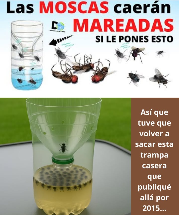 Las moscas este año están fuera de control! Así que tuve que volver a sacar esta trampa casera que publiqué allá por 2015 y sí, todavía funciona increíblemente bien! 練
Aquí va la receta, por si quieres hacerla tú también:
離 Ingredientes:
1/2 taza de azúcar
1/4 taza de vinagre
1/2 taza de agua caliente
1 cucharadita de sal
 Instrucciones:
Mezcla todos los ingredientes en una botella plástica.
Corta la parte superior de la botella como un embudo.
Gírala y colócala boca abajo dentro de la base sin tapa.
Y listo! Las moscas caen atraídas por el olor y no pueden salir.
Ideal para dejar en la cocina o en el jardín 
 Si estás cansado de las moscas… prueba esto y después me cuentas.
FUNCIONA DE VERDAD! 
#TrucoCasero #AdiósMoscas #SolucionesNaturales