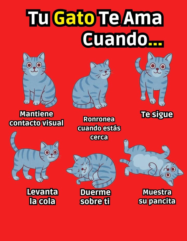 Cómo Saber Si Tu Gato Te Quiere de Verdad 
 Mantiene contacto visual  Mirarte fijamente es una muestra de confianza y afecto.
 Ronronea cuando estás cerca  El ronroneo es una expresión de comodidad y felicidad.
 Te sigue  Caminar detrás de ti demuestra apego y necesidad de compañía.
 Levanta la cola  Una cola erguida indica alegría y saludos amistosos.
 Duerme sobre ti  Descansar sobre tu cuerpo es una señal de total confianza.
 Muestra su pancita  Exponer el abdomen es una demostración de vulnerabilidad y cariño.

 Estas conductas reflejan que tu gato se siente seguro y amado a tu lado