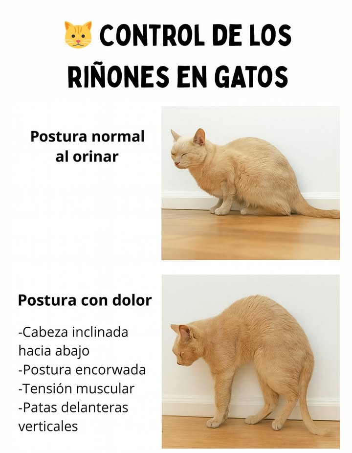 Control de los riñones en gatos

Observar la postura de tu gato al orinar puede revelar señales importantes sobre su salud renal.
Un gato sano adopta una posición relajada, con el cuerpo equilibrado y la cabeza en línea con el cuerpo.

Cuando existe dolor o molestia, la postura cambia: la cabeza se inclina hacia abajo, la espalda se encorva, los músculos se tensan y las patas delanteras permanecen rígidas.
Estos signos pueden indicar problemas urinarios o renales que requieren atención veterinaria inmediata.

Vigilar los pequeños gestos de tu gato es clave para detectar a tiempo cualquier alteración en su bienestar. 喙