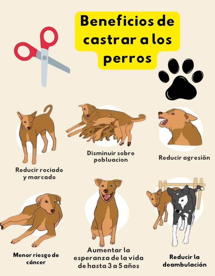 Beneficios de castrar a los perros 
1 Reducir rociado y marcado  Menos orina para marcar territorio.
2 Disminuir la sobrepoblación  Ayuda a evitar camadas no deseadas.
3 Reducir agresión  Mejora la convivencia con otros perros y personas.
4 Menor riesgo de cáncer  Disminuye la probabilidad de ciertos tumores.
5 Aumentar la esperanza de vida  Hasta 3 a 5 años más.
6 Reducir la deambulación  Menos riesgo de que se escape o se pierda.
 Una decisión responsable que mejora la salud y seguridad de tu mascota