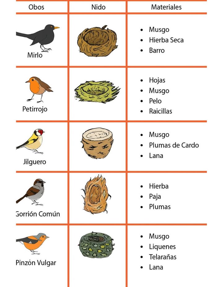 襁 Nidos y sus arquitectos naturales 

Cada ave crea su hogar con precisión y materiales únicos:
 El mirlo usa musgo, hierba seca y barro.
 El petirrojo combina hojas, musgo y raicillas.
 El jilguero teje musgo, plumas de cardo y lana.
 El gorrión común construye con hierba, paja y plumas.
 El pinzón vulgar mezcla musgo, líquenes, telarañas y lana.

Cada nido refleja la adaptación y la delicadeza del entorno natural, una muestra perfecta de la sabiduría instintiva de las aves.
