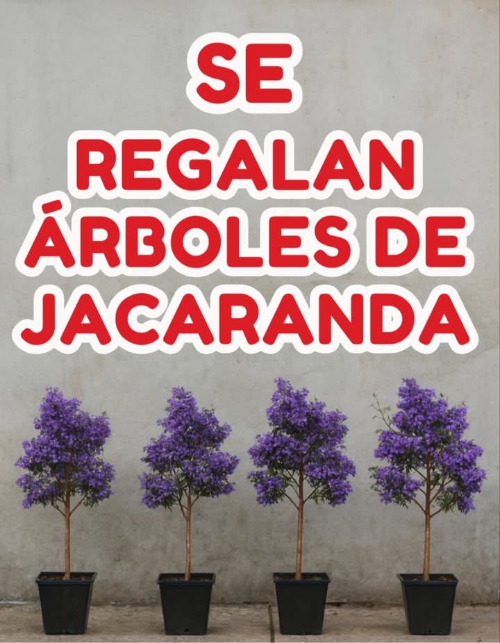Guía rápida: Árboles ideales para plantar fuera de casa sin dañar la banqueta 
 Magnolia: Árbol mediano, crece moderadamente. Ideal para dar sombra y embellecer con sus grandes flores blancas.
 Árbol de la Lluvia: Copa ancha, hojas elegantes y flores rosadas o blancas que alegran cualquier espacio.
 Sicómoro: Árbol imponente con tronco recto y corteza decorativa. Aporta sombra y presencia sin levantar el pavimento.
Consejo: Son especies seguras para banquetas, decorativas y perfectas para sumar sombra y frescura al hogar
#GuíaRápida #ÁrbolesIdeales  #NaturalezaEnCasa