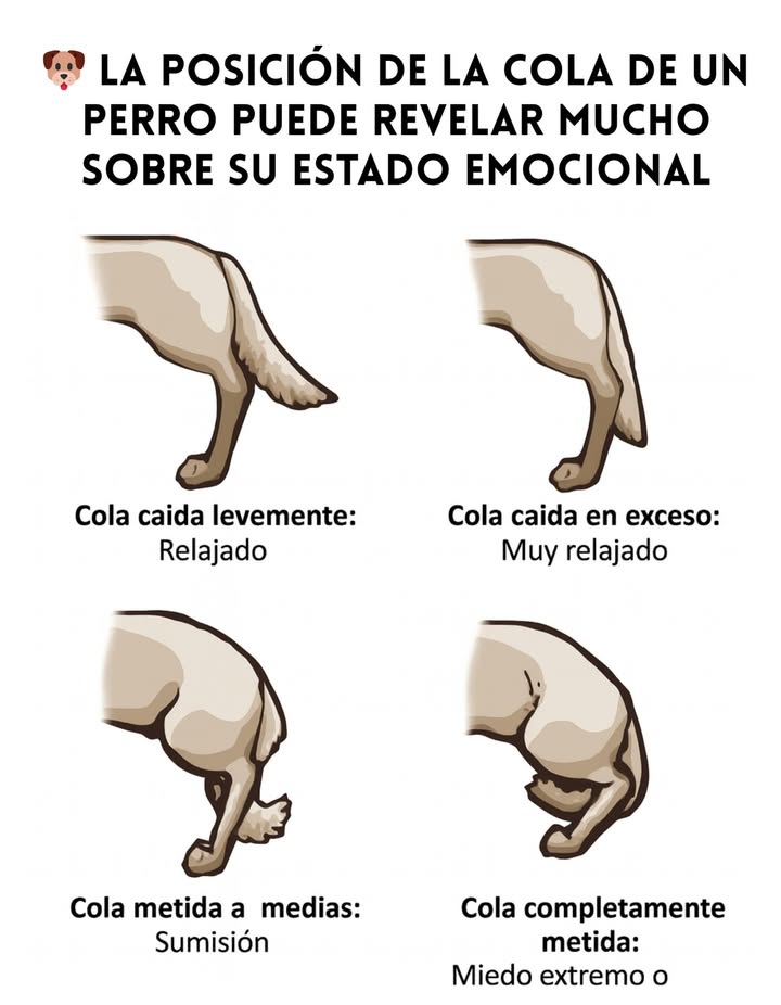 La posición de la cola de un perro puede revelar mucho sobre su estado emocional. Una cola ligeramente caída indica que el perro está relajado. Una cola muy caída muestra un estado de relajación profunda y confianza. Una cola metida a medias refleja sumisión o inseguridad. Una cola completamente metida señala miedo extremo o sumisión total. Observar el lenguaje corporal de los perros nos permite entenderlos mejor y responder con empatía y respeto a sus emociones.