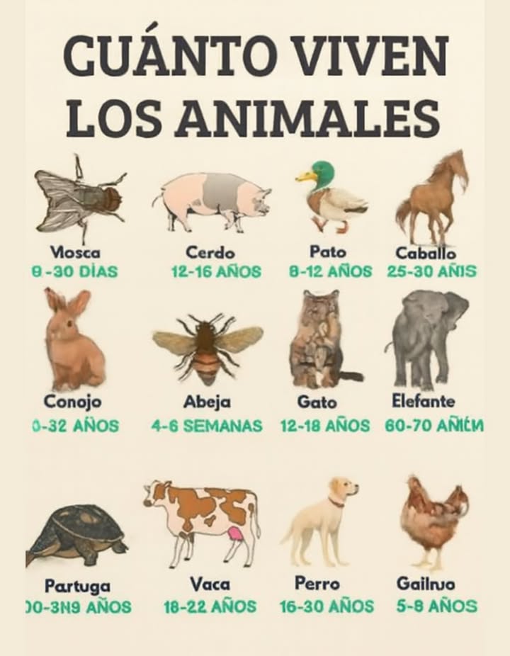 Cuánto viven los animales Cada especie tiene su propio ritmo de vida, determinado por su tamaño, metabolismo y entorno. Las más pequeñas, como la mosca o la abeja, viven apenas unos días o semanas, mientras que gigantes como el elefante o la tortuga pueden alcanzar entre 60 y más de 100 años. Entre ellos, los animales domésticos como el perro, el gato o la gallina acompañan al ser humano durante años, aportando compañía y equilibrio a la vida cotidiana. Una muestra fascinante de cómo la naturaleza distribuye el tiempo de cada ser en el planeta.