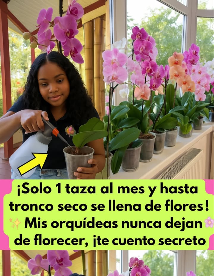 Solo 1 taza de arroz al mes y hasta un tronco seco se llena de flores Así es como mis orquídeas nunca dejan de florecer Si tus orquídeas están tristes o sin flores... prueba este secreto casero y natural que me cambió la vida botánica 1. Agua de arroz milagrosa Hierve arroz y guarda el agua. Úsala para limpiar las hojas y nutrir las raíces. Una vez cada 15 días y verás la magia Tip: Puedes congelarla en cubitos y usarla cuando necesites, solo deja descongelar antes de aplicar. 2. Baño de remolacha para floración explosiva Mezcla zumo de remolacha con agua y deja tu orquídea en remojo por 30 minutos. Aplica con un algodón en las hojas para darles brillo y fuerza. Pulveriza suavemente y riega con este tónico 1 vez al mes. Resultado: hojas verdes, raíces fuertes y flores que duran hasta 6 meses! 3. Limpieza mensual de raíces Enjuaga las raíces con agua clara para eliminar residuos de abono. Esto evita acumulaciones y mejora la absorción de nutrientes. 4. Humedad y amor constante Mantén un ambiente húmedo, pero sin encharcar. Usa abono orgánico y coloca un cuenco debajo de la maceta para recoger el exceso. Después de 2-3 semanas notarás... Nuevas raíces Hojas perennes y brillantes Una floración abundante como nunca Tus orquídeas también pueden florecer todo el año con estos cuidados simples y naturales #OrquídeasFelices #JardínNatural #AguaDeArroz