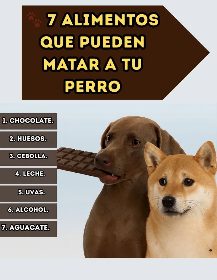 7 Alimentos que pueden matar a tu perro Mantener a tu perro sano depende también de evitar ciertos alimentos peligrosos. Algunos ingredientes comunes para nosotros pueden resultar mortales para ellos. Chocolate Contiene teobromina, altamente tóxica para los perros. 領 Huesos Pueden astillarse y provocar obstrucciones o lesiones internas. 暈 Cebolla Daño severo a los glóbulos rojos y anemia. 拏 Leche Puede causar diarreas y problemas digestivos. Uvas Pueden provocar insuficiencia renal aguda. Alcohol Depresor del sistema nervioso, incluso en pequeñas cantidades. 陋 Aguacate Contiene persina, tóxica para perros y otros animales. Cuidar su alimentación es una de las mejores maneras de proteger su vida y bienestar. #AmorPorLosPerros