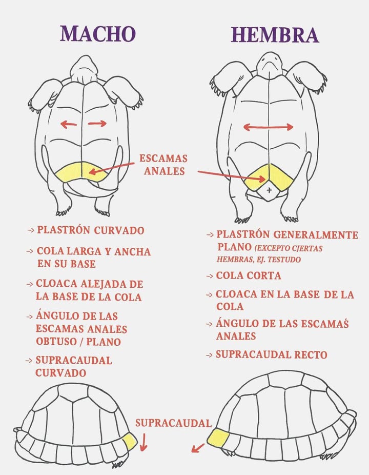 Diferencias entre tortugas macho y hembra Las tortugas presentan características físicas que permiten distinguir su sexo fácilmente. El macho tiene el plastrón curvado, una cola larga y ancha en la base, y la cloaca alejada del cuerpo. Además, el ángulo de las escamas anales es obtuso o plano, y la placa supracaudal está curvada. La hembra, en cambio, posee un plastrón plano, una cola corta, y la cloaca ubicada en la base de la cola. Sus escamas anales forman un ángulo agudo y la placa supracaudal es recta. Estas diferencias anatómicas son esenciales para la reproducción y para reconocer el papel de cada sexo en el comportamiento de estas fascinantes criaturas.