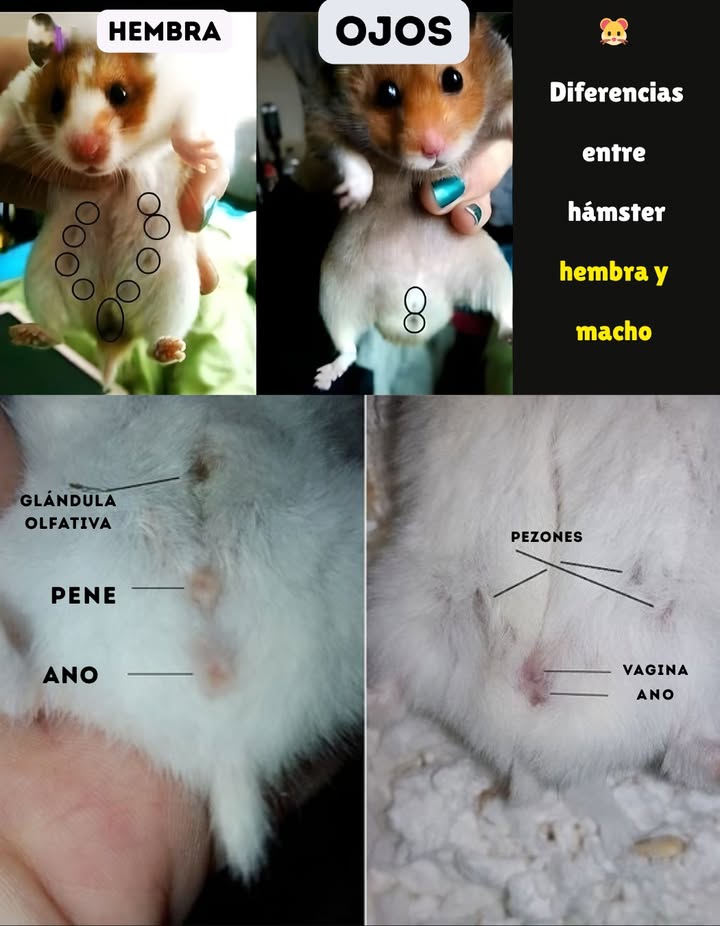 Diferencias entre hámster hembra y macho Conocer el sexo de tu hámster es importante para brindar el cuidado adecuado y evitar camadas inesperadas. Hembra Presenta varias mamas visibles a lo largo del abdomen. Su parte trasera es más puntiaguda. El orificio urinario y el anal están más cerca entre sí. Macho No tiene mamas visibles. La parte trasera es más redondeada y sobresalen los testículos. El orificio urinario y el anal están más separados. Observar con cuidado y sin causar estrés al animal ayuda a identificar correctamente su sexo y mantener su bienestar.