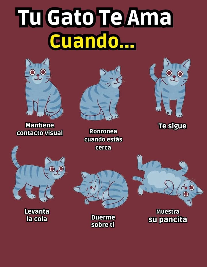 Tu Gato Te Ama: Señales Claras de Cariño Mantiene contacto visual Mirarte fijamente es una muestra de confianza y afecto. Ronronea cuando estás cerca El ronroneo es una expresión de comodidad y felicidad. Te sigue Caminar detrás de ti demuestra apego y necesidad de compañía. Levanta la cola Una cola erguida indica alegría y saludos amistosos. Duerme sobre ti Descansar sobre tu cuerpo es una señal de total confianza. Muestra su pancita Exponer el abdomen es una demostración de vulnerabilidad y cariño. Estas conductas reflejan que tu gato se siente seguro y amado a tu lado. #TuGatoTeAma #SeñalesDeCariño #GatosDeInstagram