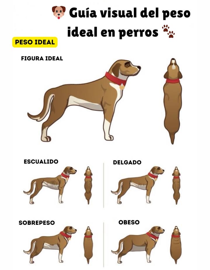 Guía visual del peso ideal en perros Mantener un peso adecuado es clave para la salud y longevidad de tu compañero peludo. Un perro en su figura ideal presenta una cintura visible vista desde arriba y costillas palpables sin exceso de grasa. Escuálido: costillas, columna y caderas muy marcadas. Indica desnutrición o enfermedad. Delgado: costillas visibles y cintura muy pronunciada. Necesita ganar peso. Figura ideal: proporciones equilibradas, cintura visible y energía saludable. Sobrepeso: cuerpo redondeado, cintura poco visible. Requiere ajustar dieta y ejercicio. Obeso: sin cintura visible, abdomen abultado y dificultad para moverse. Una alimentación equilibrada y actividad regular son esenciales para mantener la salud y el bienestar de tu perro.