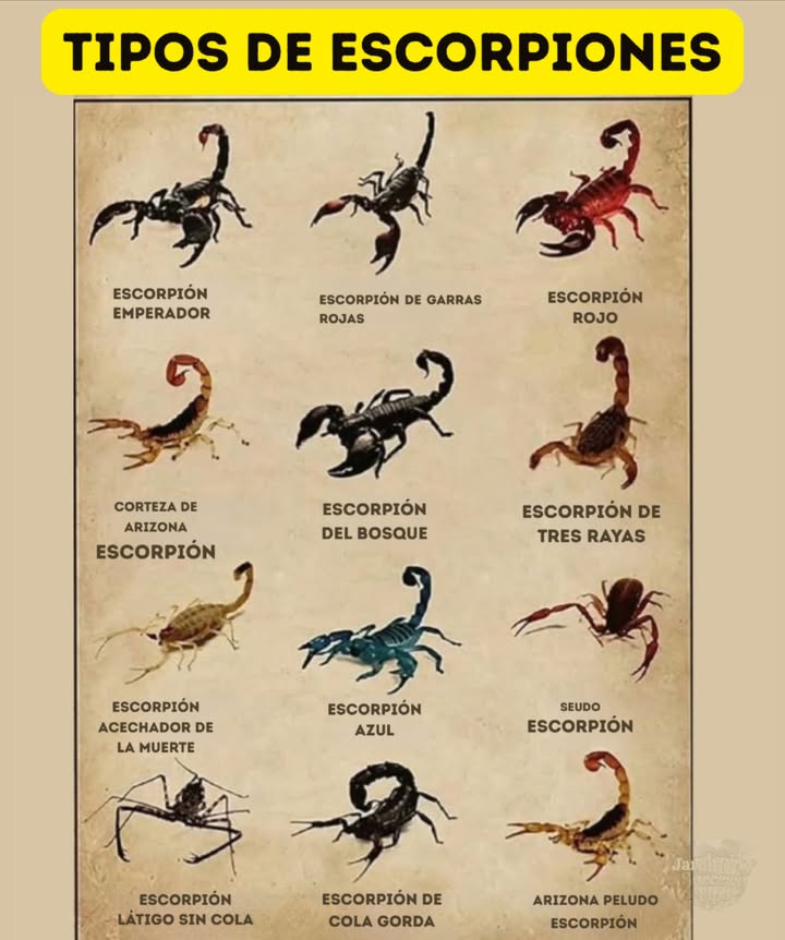廬 Tipos de Escorpiones Alrededor del Mundo! Escorpión Emperador Grande, negro y gentil Exoesqueleto brillante Escorpión de Pinzas Rojas Como el Emperador, pero con pinzas rojas Escorpión Rojo Rojo brillante Algunos son médicamente significativos Escorpión de Corteza de Arizona Pequeño y marrón claro El más venenoso en EE. UU. Escorpión de Bosque Negro y vive en bosques húmedos Escorpión de Tres Rayas Tiene 3 rayas oscuras Picadura leve Escorpión Muerte Negra Amarillo-verde pálido Altamente venenoso Escorpión Azul Raro y de color azul Se está estudiando para medicina 荒 Pseudoscorpión Pequeño, sin cola Inofensivo, come plagas Escorpión látigo sin cola Sin picadura, patas largas como látigos Totalmente inofensivo 裡 Escorpión de Cola Gruesa Cola gruesa Muy peligroso 倫 Escorpión Peludo de Arizona Grande y peludo Picadura leve Mantente Seguro! Mira, no toques especialmente en regiones venenosas. Llama a un profesional si encuentras uno dentro. #TiposDeEscorpiones #EscorpiónEmperador #VidaSalvaje 廬