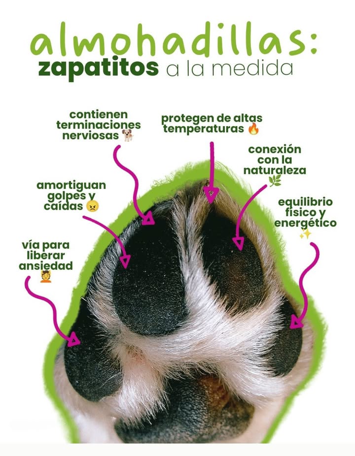 Las almohadillas de nuestros perros: pequeños zapatitos perfectos por naturaleza Las almohadillas no solo los ayudan a caminar: también protegen del calor, amortiguan caídas, regulan su energía y les permiten conectar con el entorno. Son una vía natural para liberar estrés y mantener su equilibrio físico y emocional. Cuidarlas es una forma sencilla de devolverles todo el amor que nos dan cada día. #AlmohadillasPerros #PawCare #DogLovers