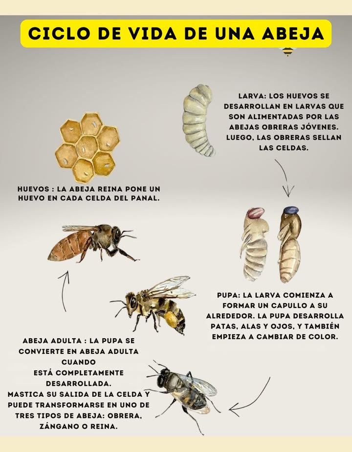 Ciclo de vida de una abeja 讀 Huevo La reina deposita un huevo en cada celda Larva Alimentada por abejas jóvenes y sellada en la celda Pupa Forma capullo, desarrolla alas, patas y ojos Abeja adulta Sale de la celda y se convierte en obrera, zángano o reina Un proceso perfecto que mantiene viva la colmena