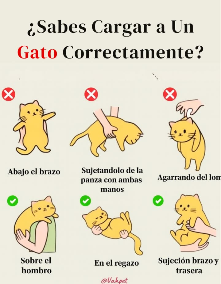 Sabías que hay formas correctas e incorrectas de cargar a tu gato Nunca lo tomes por el lomo, bajo el brazo o solo de la panza. Lo ideal es darle siempre apoyo en su cuerpo y traseras, ya sea en tu hombro, en brazos como un bebé o con sujeción firme y cómoda. Así tu michi se sentirá seguro, protegido y feliz #AmorGatuno #TipsDeMascotas #GatitosFelices