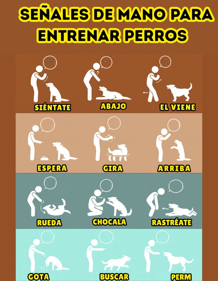 Señales de mano para entrenar perros 
Entrenar a tu perro con señales visuales fortalece el vínculo y mejora la comunicación. Este método es ideal para reforzar conductas y ayudar a tu mascota a entender mejor las órdenes.
 Ejemplos de señales:
 Siéntate  Mano levantada con la palma hacia arriba para indicar pausa.
 Abajo  Mano moviéndose hacia el suelo para que se tumbe.
 Viene  Movimiento de brazo hacia ti para llamarlo.
 Espera  Palma abierta al frente para indicar pausa.
 Gira  Movimiento circular con el dedo para que dé vueltas.
 Arriba  Mano hacia arriba para que se levante.
 Rueda  Señalar con la mano para que ruede.
 Chócala  Mano extendida para que el perro levante su pata.
 Rastreaté  Señal baja y prolongada para que avance arrastrándose.
 Drope  Mano hacia abajo para soltar objetos.
 Fetch  Brazo extendido para ir a buscar algo.
 Stay  Palma abierta en señal de permanencia.
 Un entrenamiento constante, claro y positivo con señales visuales facilita la obediencia y crea confianza mutua.
#EntrenamientoDePerros #SeñalesDeMano  #AmorPorLosPerros