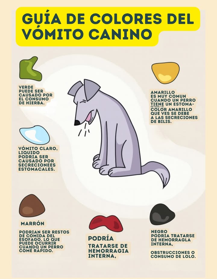Guía rápida: Colores del vómito en perros

 Verde  causado por comer hierba.
 Claro, líquido  secreciones estomacales.
 Marrón  restos de comida del esófago, ocurre al comer rápido.
 Amarillo  muy común con el estómago vacío, por bilis.
 Rojo sangre  posible hemorragia interna.
 Negro  puede ser hemorragia interna, obstrucciones o consumo de tierra.

 Vigila siempre la salud de tu perro. Si los síntomas persisten, acude al veterinario. 喙

#CuidadoCanino #SaludPerros #AmigosPeludos