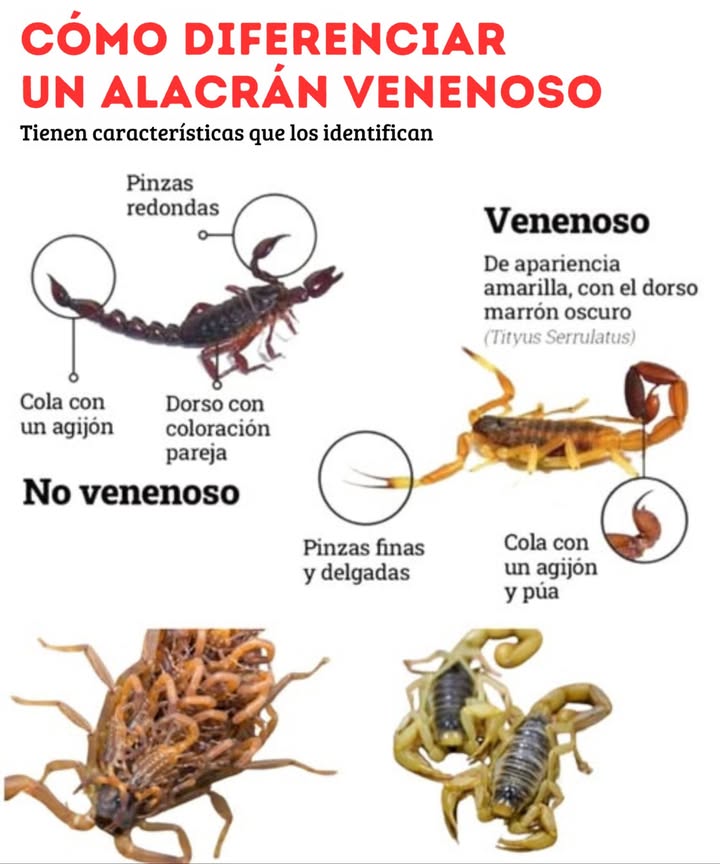 廬 Escorpiones venenosos: todos son peligrosos 類
Aunque todos tienen veneno, solo unos pocos representan un riesgo real para los humanos. Aprende a identificarlos y mantente a salvo
 Escorpiones altamente venenosos
離 Usan el veneno para cazar y defenderse
 Algunas especies pueden ser mortales sin tratamiento oportuno
 Cómo reconocerlos:
 Tamaño pequeño y cuerpo delgado
 Pinzas finas
 Aguijón prominente
 Ejemplos peligrosos familia Buthidae:
 Leiurus quinquestriatus Escorpión dorado de la muerte
 Centruroides spp. Presentes en México y sur de EE. UU.
 Androctonus spp. África y Medio Oriente
 Síntomas de una picadura grave:
 Dolor agudo e hinchazón
 Espasmos musculares
 Dificultad para respirar
 Más riesgo en niños y adultos mayores
 Escorpiones poco peligrosos
 Aunque tienen veneno, su picadura es leve, como la de una abeja
 Cómo reconocerlos:
 Cuerpo grande y robusto
 Pinzas gruesas y potentes
 Veneno poco tóxico
廬 Ejemplos inofensivos:
 Pandinus imperator Escorpión emperador  común como mascota
 Heterometrus spp. Asia  grandes y llamativos
 Comparativa rápida:
Tipo Tamaño y cuerpo Pinzas Nivel de riesgo
Muy venenoso Pequeño y delgado Finas  Alto
Poco venenoso Grande y robusto Gruesas  Bajo
 Consejo útil:
Si vives en zonas con escorpiones, sacude tu ropa y revisa tus zapatos antes de usarlos. Y si ocurre una picadura, no te arriesgues: busca atención médica de inmediato

#EscorpionesVenenosos #PeligroEscorpiones #NaturalezaAsombrosa 廬