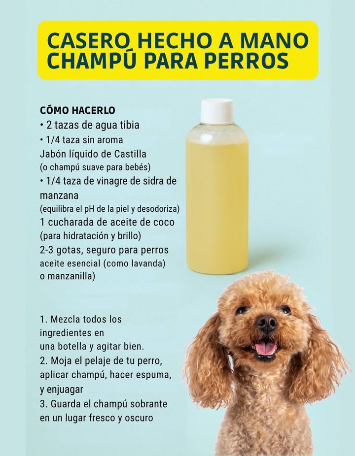 Champú casero para perros 
Una opción natural, económica y segura para cuidar el pelaje de tu mejor amigo.
Hecho con agua tibia, jabón de Castilla, vinagre de manzana y aceite de coco, este champú limpia suavemente, hidrata y equilibra el pH de la piel.
Puedes añadir unas gotas de aceite esencial de lavanda o manzanilla para un aroma relajante y beneficioso.
Ideal para mantener el pelo brillante, suave y libre de malos olores sin productos químicos agresivos.
 La naturaleza también cuida a quienes más queremos

#ChampúCasero #CuidadoDePerros  #AmigosPeludos