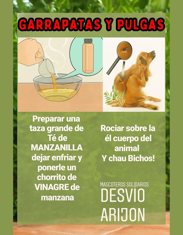 Remedio natural contra garrapatas y pulgas 
El control natural de pulgas y garrapatas protege la salud y el bienestar de las mascotas sin recurrir a productos químicos agresivos.
Una mezcla sencilla de té de manzanilla y vinagre de manzana actúa como un eficaz repelente natural.
𥳐 Prepara una taza grande de té de manzanilla, deja enfriar y añade un chorrito de vinagre de manzana.
 Rocía suavemente sobre el cuerpo del animal, evitando los ojos y el hocico.
Este remedio calma la piel, ahuyenta insectos y deja el pelaje suave y limpio.
 Una alternativa natural, económica y segura para cuidar a tus compañeros peludos.

#RemedioNatural #Garrapatas #Pulgas  #AmorPorLasMascotas