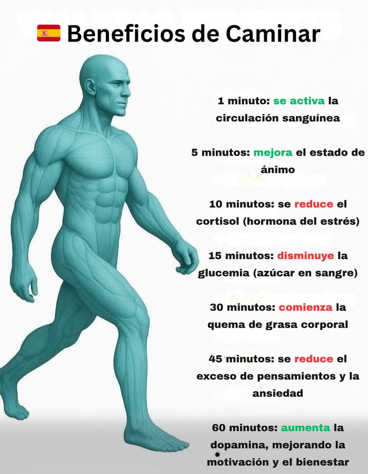 Beneficios de caminar Caminar cada día genera efectos positivos progresivos en el cuerpo y en la mente. Así reacciona el organismo con el paso del tiempo: 1 minuto: se activa la circulación sanguínea 5 minutos: mejora el estado de ánimo 10 minutos: se reduce el cortisol hormona del estrés 15 minutos: disminuye la glucemia 30 minutos: comienza la quema de grasa 45 minutos: se reduce el exceso de pensamientos y la tensión mental 60 minutos: aumenta la dopamina, mejorando la motivación y la concentración Caminar con regularidad favorece el bienestar físico y mental.