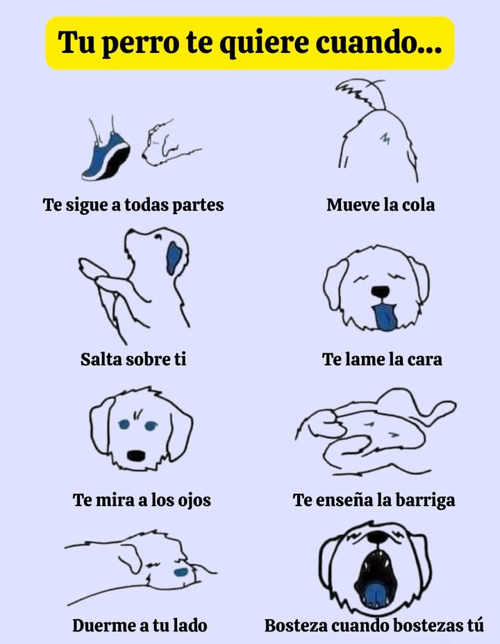 Señales de que tu perro realmente te ama El vínculo entre tú y tu perro se nota en sus gestos cotidianos. Te sigue a todas partes, mueve la cola feliz, salta sobre ti para saludarte, te lame la cara con cariño, te mira a los ojos creando una conexión especial, te muestra la barriga como signo de confianza, duerme a tu lado para sentirse seguro e incluso bosteza cuando tú bostezas. Estos comportamientos revelan amor puro, lealtad y un apego auténtico.