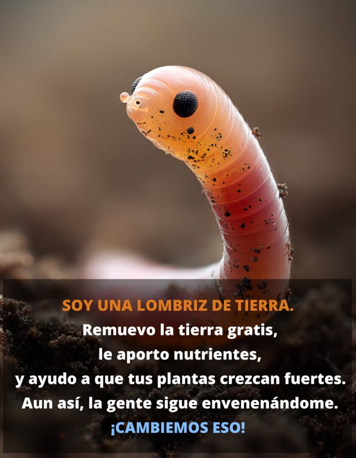 Los lombrices de tierra son los campeones no reconocidos del suelo, moviendo silenciosamente más de 20 toneladas de tierra por acre cada año. Mientras excavan, abren canales que permiten que el aire y el agua fluyan hacia las raíces de las plantas. Al mismo tiempo, reciclan material muerto en excrementos que están llenos de nutrientes, a menudo cinco veces más ricos que el suelo ordinario. Estos pequeños ingenieros ayudan a que los jardines y las granjas prosperen al potenciar microorganismos útiles, mejorar el drenaje del agua, aumentar la tolerancia a la sequía e incluso fijar carbono en el suelo. Quieres darles una mano? Alimenta el suelo con materia orgánica, pertúrbalo lo menos posible, evita productos químicos agresivos y mantenlo ligeramente húmedo. Creas o no, por cada persona en el planeta, hay alrededor de 1.5 millones de lombrices de tierra trabajando arduamente bajo nuestros pies.
