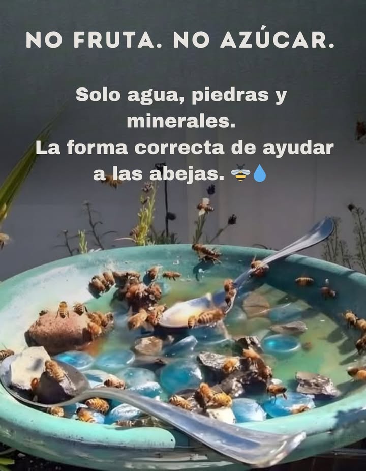 Como apicultor, te insto: no dejes fruta para las abejas. Cuando se expone al sol, crece bacteria que puede contaminar la miel y dañar a toda la colonia. En lugar de eso, instala una estación de agua para abejas: Un plato poco profundo con agua Piedras o ramitas para aterrizajes seguros 蝹 Una pizca de sal del Himalaya rosa para minerales 蓼 Estos minerales ayudan a las abejas a regular la temperatura de su colmena un constante 90Fesencial para la producción de miel y la crianza de sus crías. No alimentes a las abejas directamente. Prosperan mejor recolectando néctar y polen naturales, lo que mantiene sus sistemas inmunológicos fuertes.